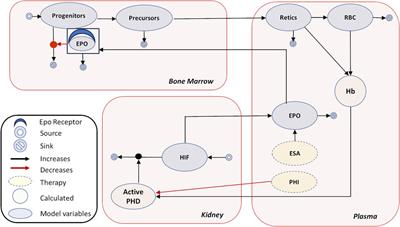 Quantitative systems pharmacology model of erythropoiesis to simulate therapies targeting anemia due to chronic kidney disease